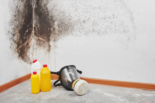 Reliable Parkston, SD Mold Removal Solutions